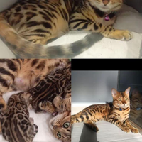 Cuccioli gatto bengala