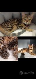 Cuccioli gatto bengala