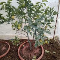 Pianta di limone