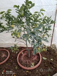 Pianta di limone