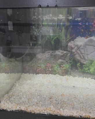 Acquario  20 litri