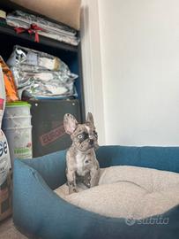 Cucciolo bulldog blu merle