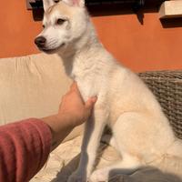 Cuccioli di Siberian Husky