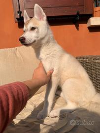 Cuccioli di Siberian Husky