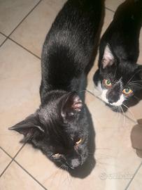 Cuccioli di gatto