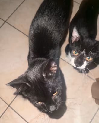 Cuccioli di gatto