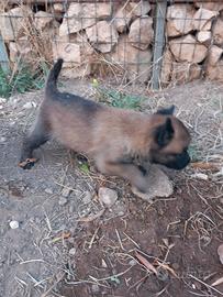 Cuccioli di pastore belga malinois ultimi 2