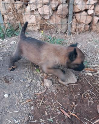 Cuccioli di pastore belga malinois ultimi 2