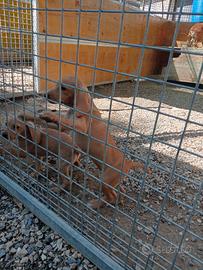 Cuccioli segugio maremmano
