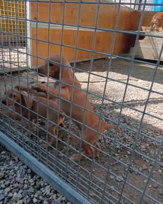 Cuccioli segugio maremmano