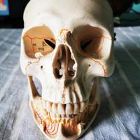 Cranio modello anatomico 3b Scientific Aperto per