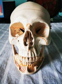 Cranio modello anatomico 3b Scientific Aperto per