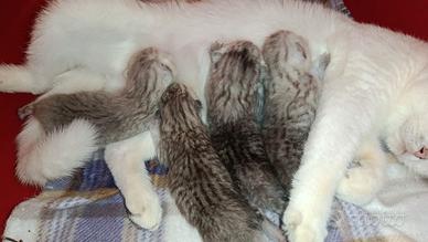 Gattini Cuccioli di Gatto