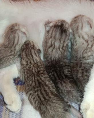 Gattini Cuccioli di Gatto