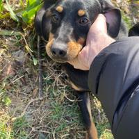 Grifo nero della valnerina da tartufi