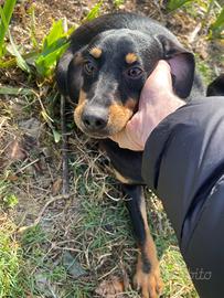 Grifo nero della valnerina da tartufi