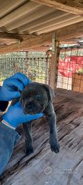 Cane corso