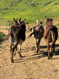 Asine gravide con certificazione BIO