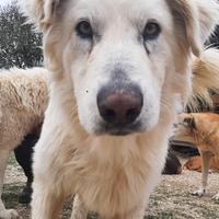 Golden retriver mix in adozione