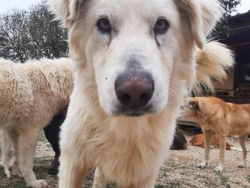 Golden retriver mix in adozione