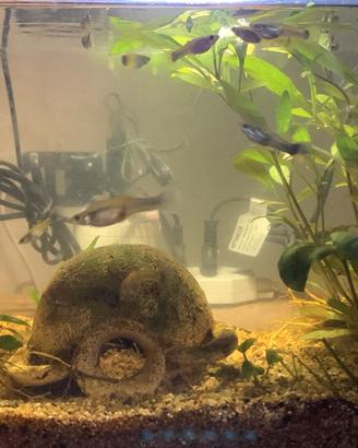 Guppy