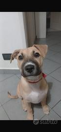 Cagnolina  in reg4lo