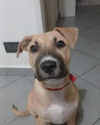 Cagnolina  in reg4lo