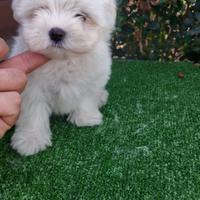 Maltese