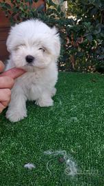 Maltese