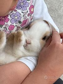 Coniglio nano miniloop