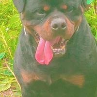Rottweiler Per Accoppiamento