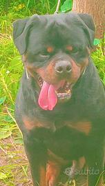 Rottweiler Per Accoppiamento