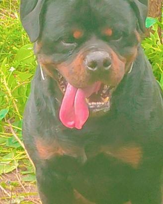 Rottweiler Per Accoppiamento
