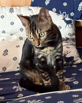 Bengala