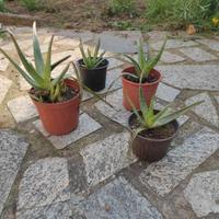 Pianta aloe