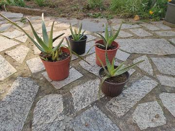 Pianta aloe