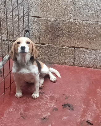 Beagle Elisabeth