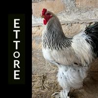 Galli e galline Brahma