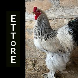 Galli e galline Brahma