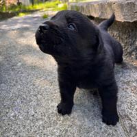 Black baby labrador