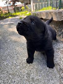 Black baby labrador