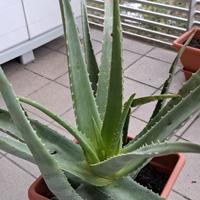 Piante di Aloe vera