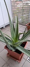 Piante di Aloe vera