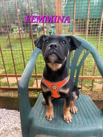 Meravigliosi cuccioli da adottare