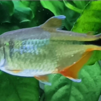 Pesci tetra di Buenos Aires