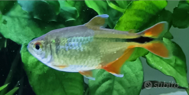 Pesci tetra di Buenos Aires