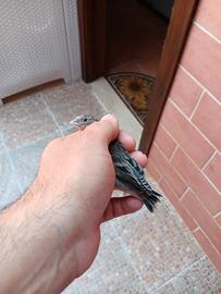 Incardellati maschi(ibrido di cardellino)