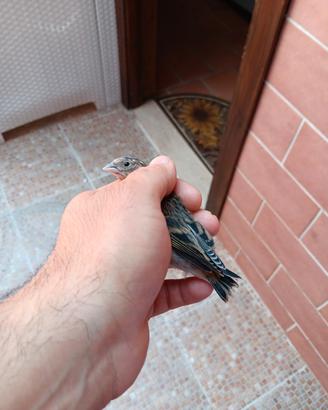 Incardellati maschi(ibrido di cardellino)