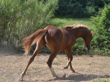 Puledra Anglo Araba AA
