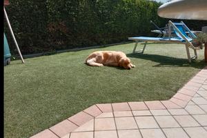 Villa a schiera di testa